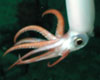 facts about squids