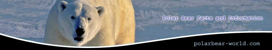 polar bear facts