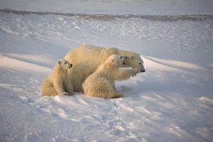 Polar Bear Evolution