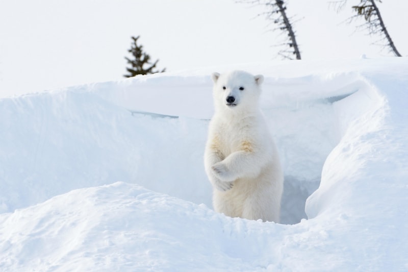 How long is a polar bear’s life span