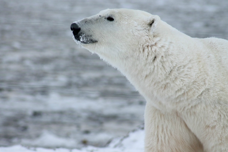 Ubicación del oso polar