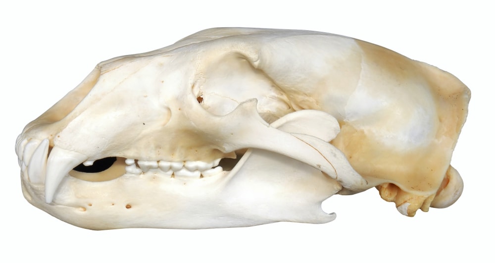 evolución del oso polar